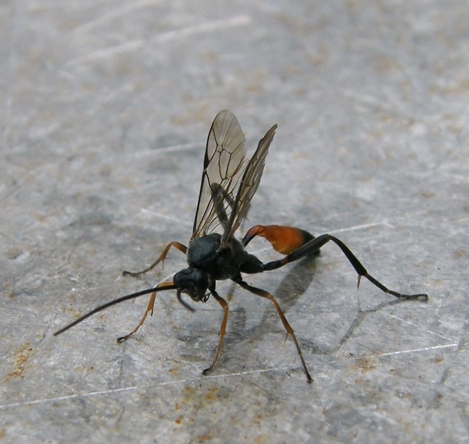 Cryptinae