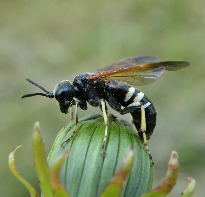 Tenthredinidae - valódi levéldarazsak