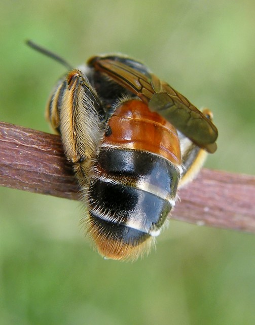 Hymenoptera - Hártyásszárnyúak