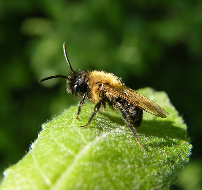 Hymenoptera - Hártyásszárnyúak