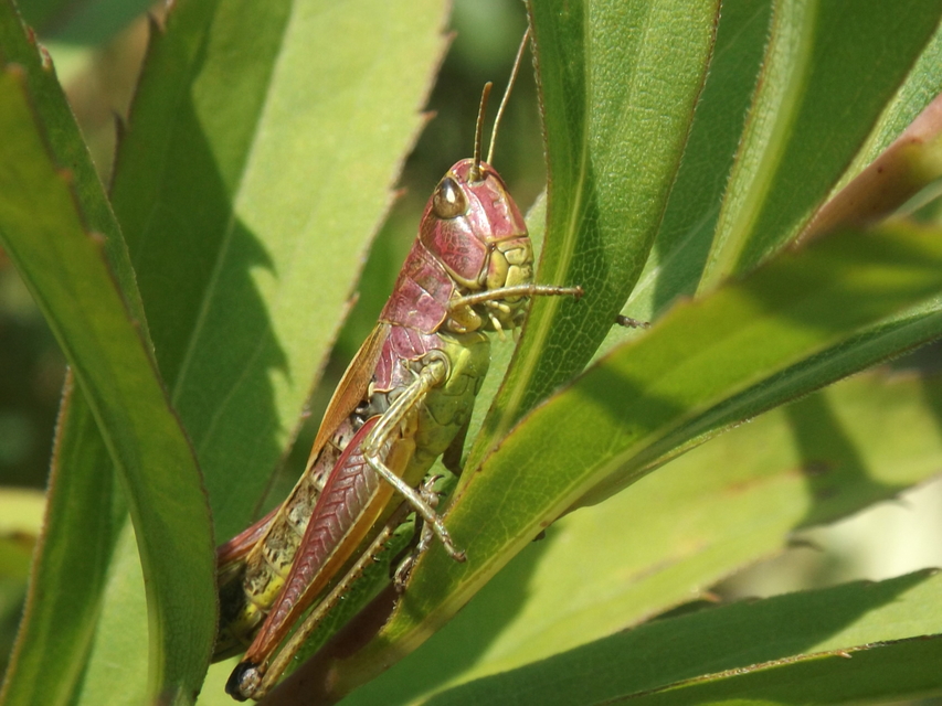 Pseudochorthippus parallelus - közönséges rétisáska
