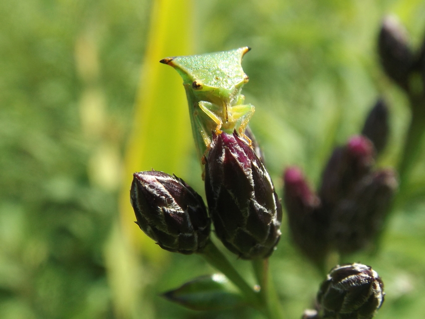 Stictocephala bisonia - bivalykabóca