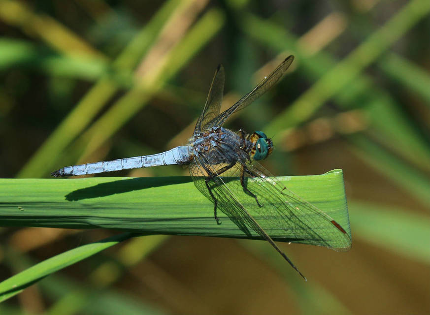 Orthetrum coerulescens - karcsú pásztorszitakötő