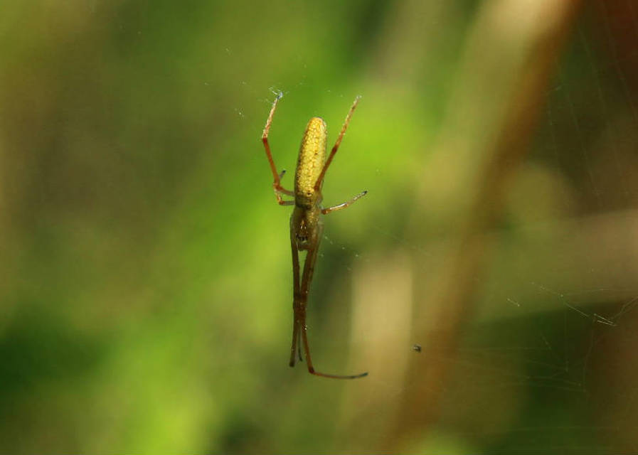Tetragnatha