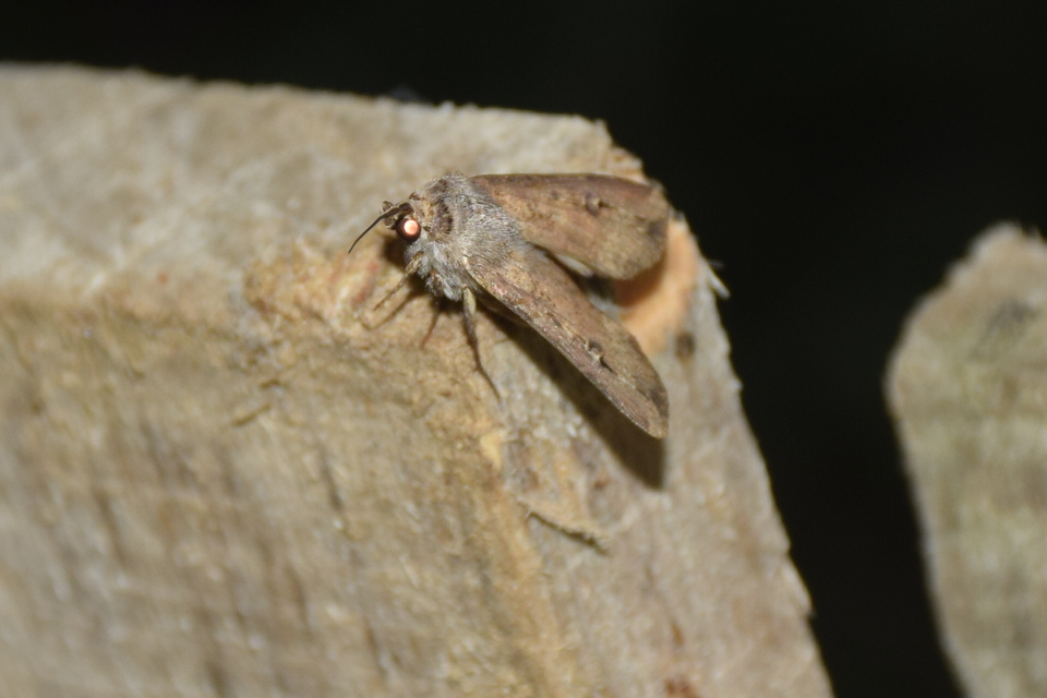 Agrotis ipsilon - nagy földibagoly