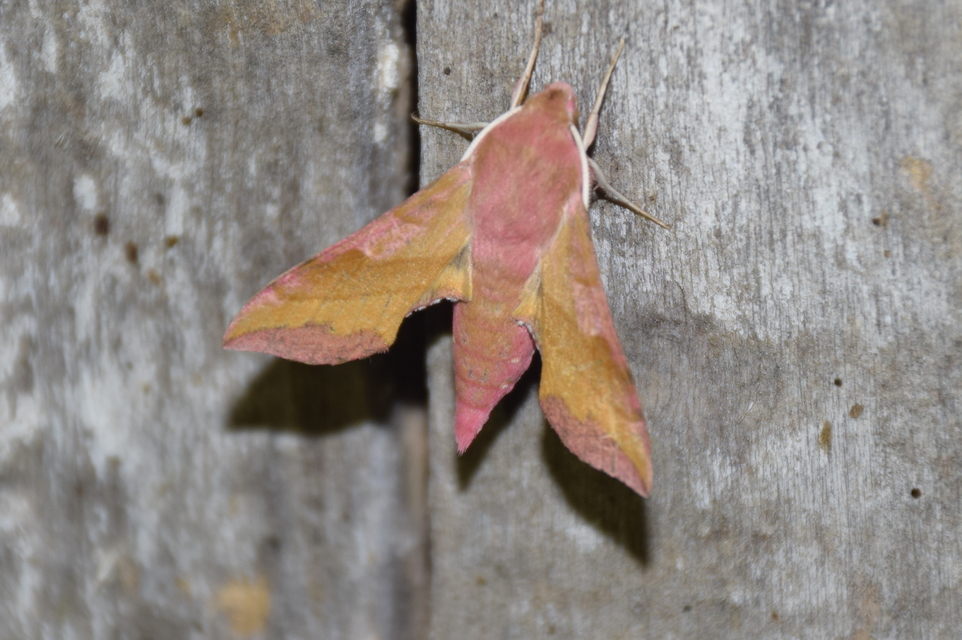 Deilephila porcellus - piros szender