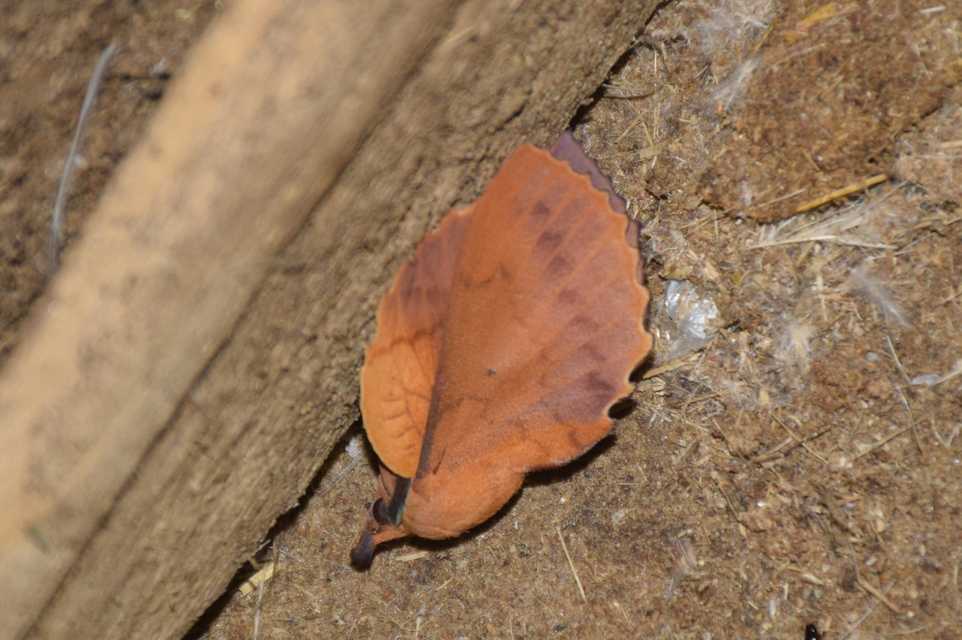 Gastropacha quercifolia - tölgylevélpohók
