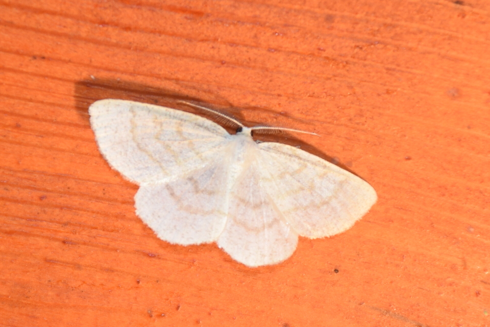 Cabera exanthemata - pettyes égeraraszoló