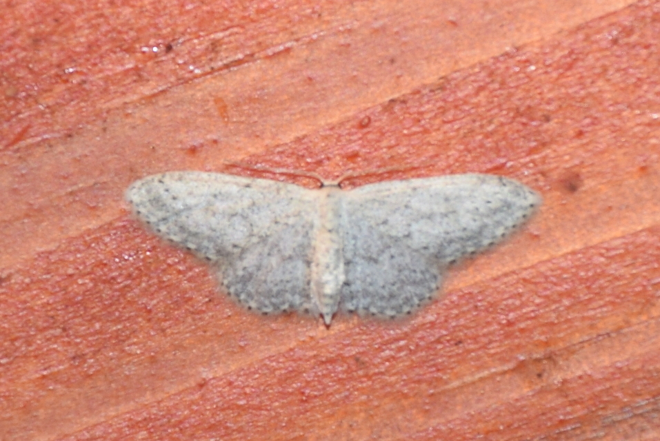 Idaea seriata - szürke apróaraszoló