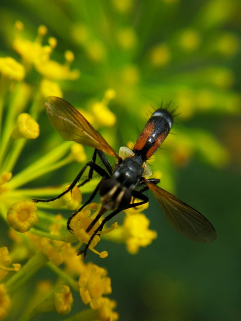 Cylindromyia