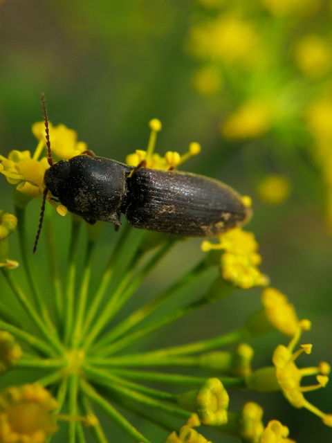 Agriotes ustulatus - mezei pattanó