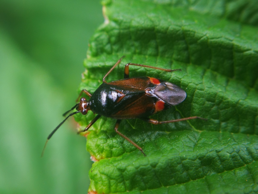 Deraeocoris ruber - vöröses mezeipoloska