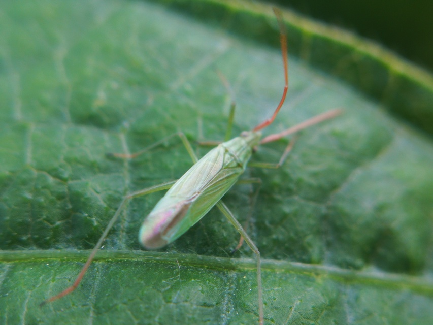 Trigonotylus