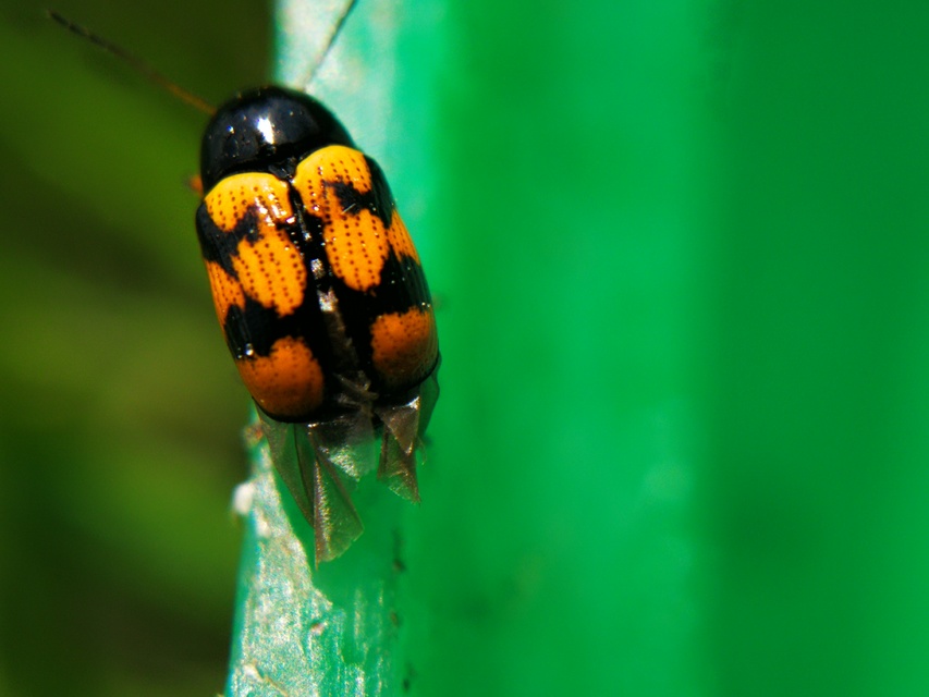 Cryptocephalus anticus - réti zömökbogár