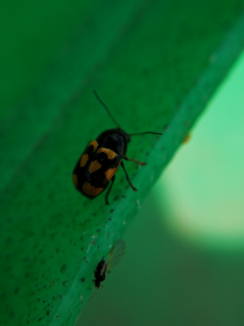 Cryptocephalus anticus - réti zömökbogár