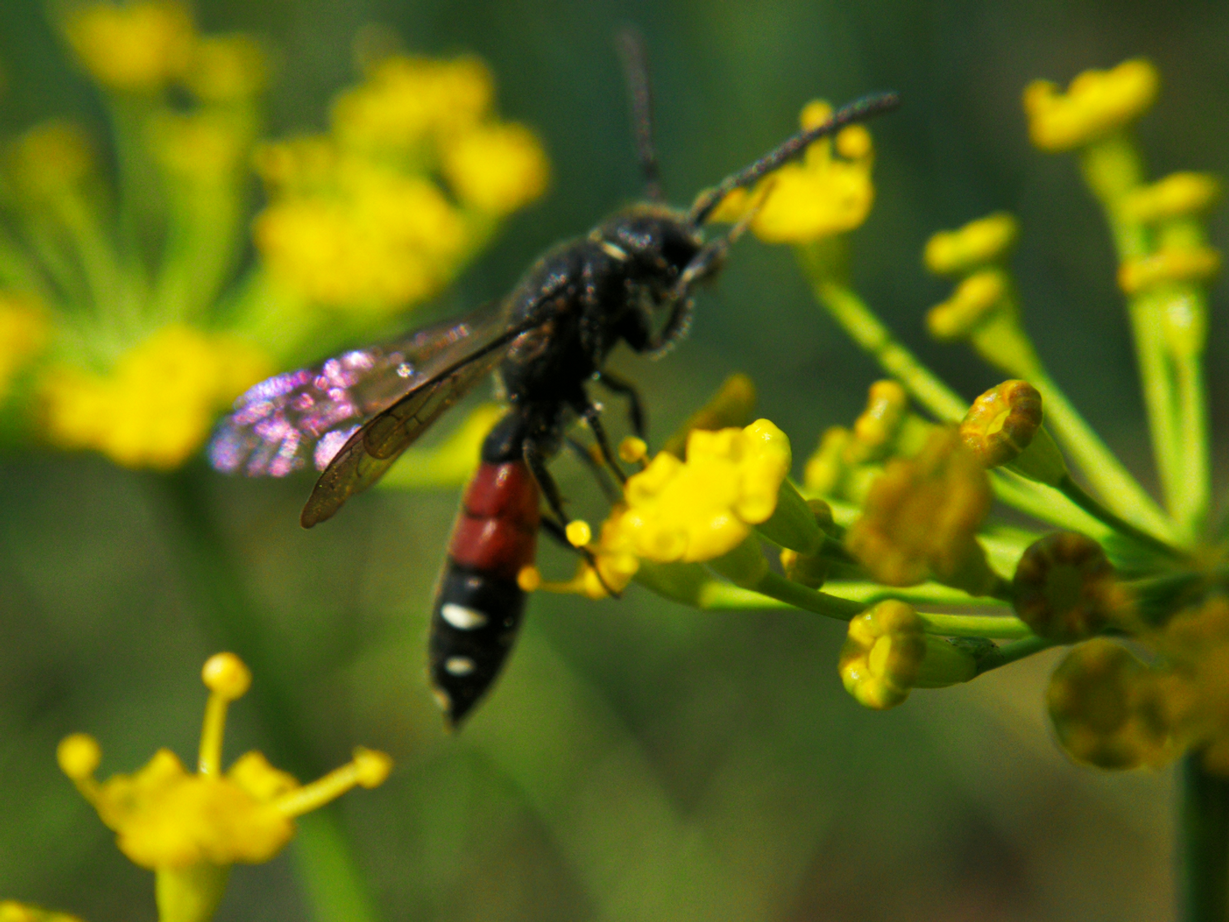 Sapyga quinquepunctata
