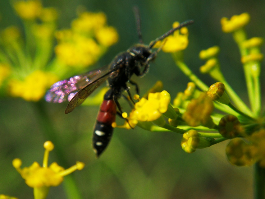 Sapyga quinquepunctata