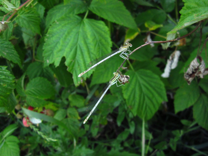 Platycnemis pennipes - széleslábú szitakötő