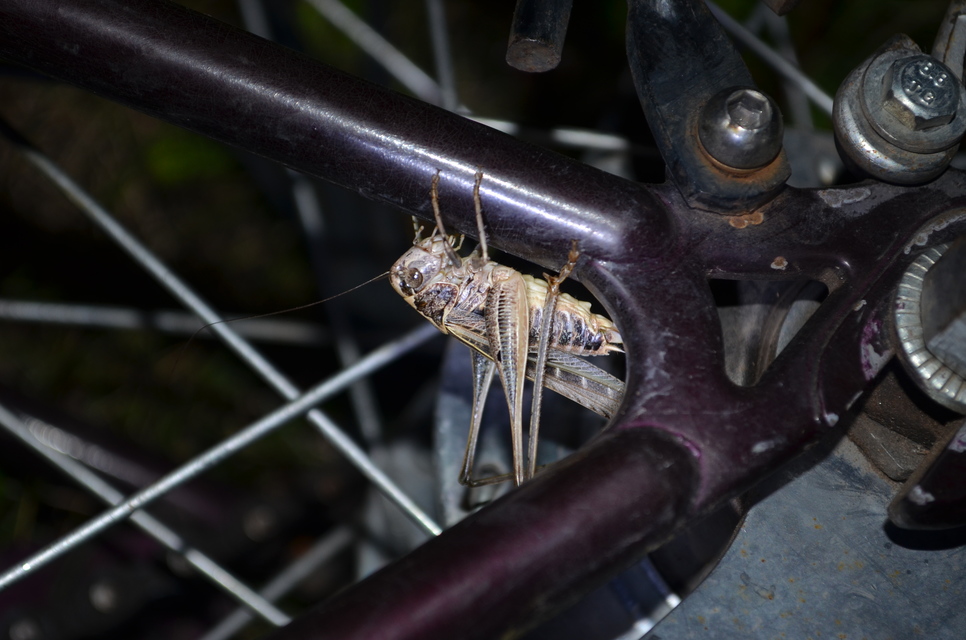 Platycleis affinis - púposhasú rétiszöcske