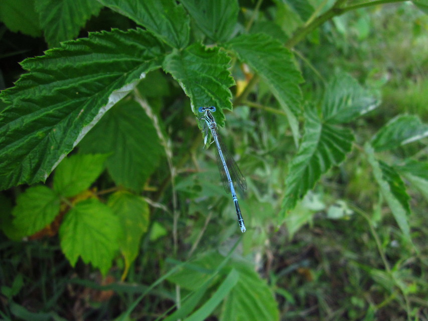 Platycnemis pennipes - széleslábú szitakötő