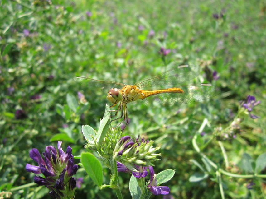 Sympetrum meridionale - fakó katona-szitakötő