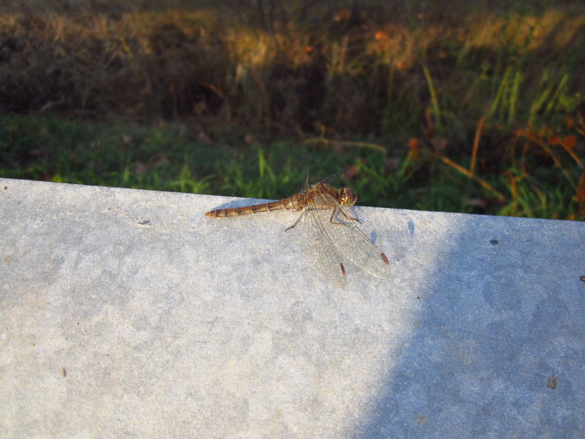 Sympetrum striolatum/vulgatum