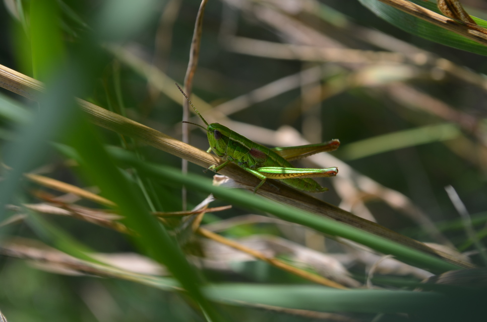 Euthystira brachyptera - smaragdzöld sáska