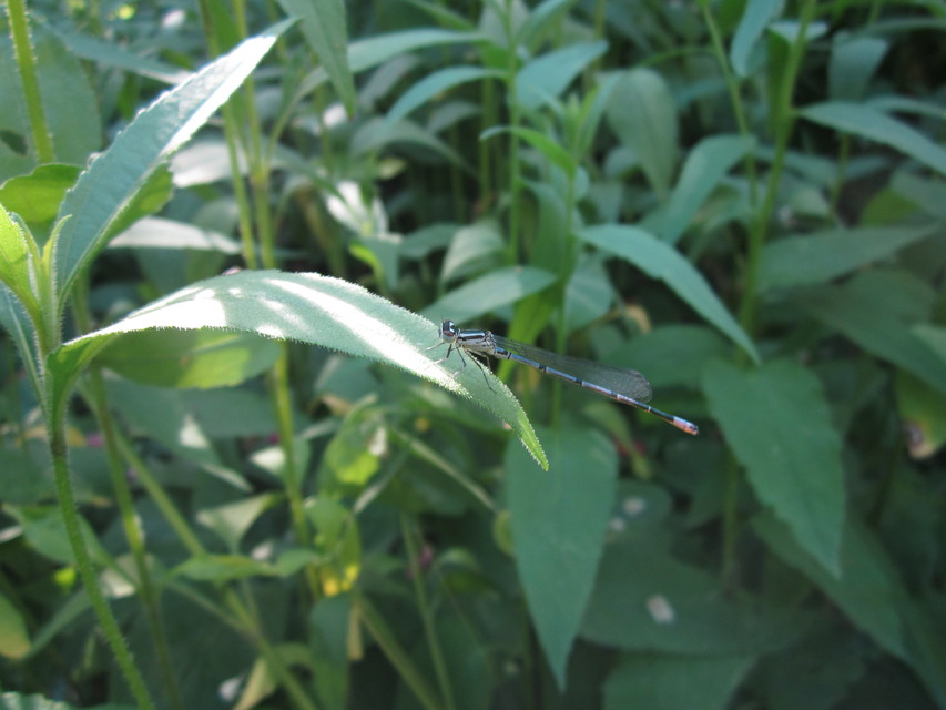Coenagrion puella - azúrkék légivadász