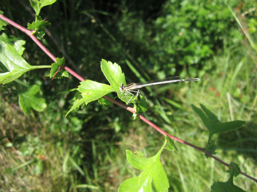 Platycnemis pennipes - széleslábú szitakötő