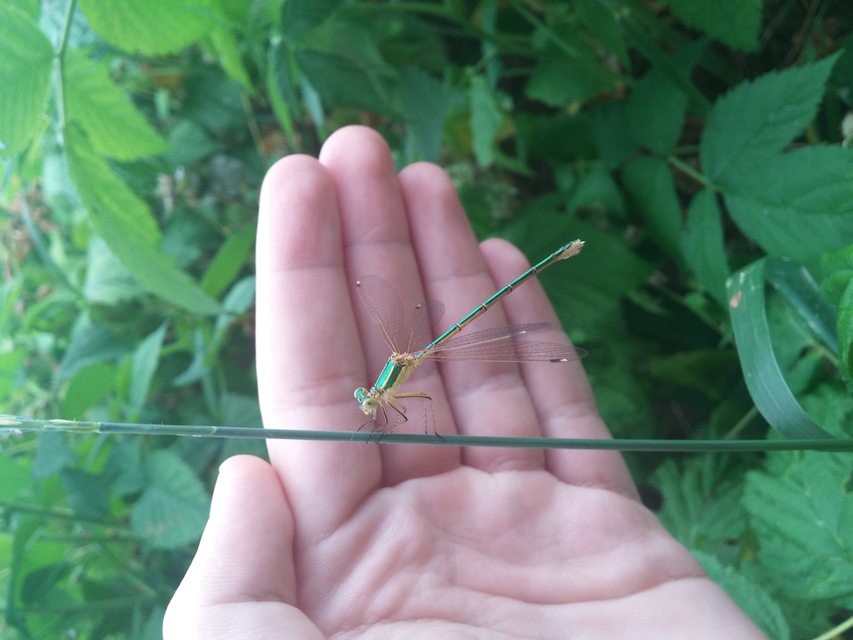 Lestes barbarus - foltosszárnyjegyű rablószitakötő