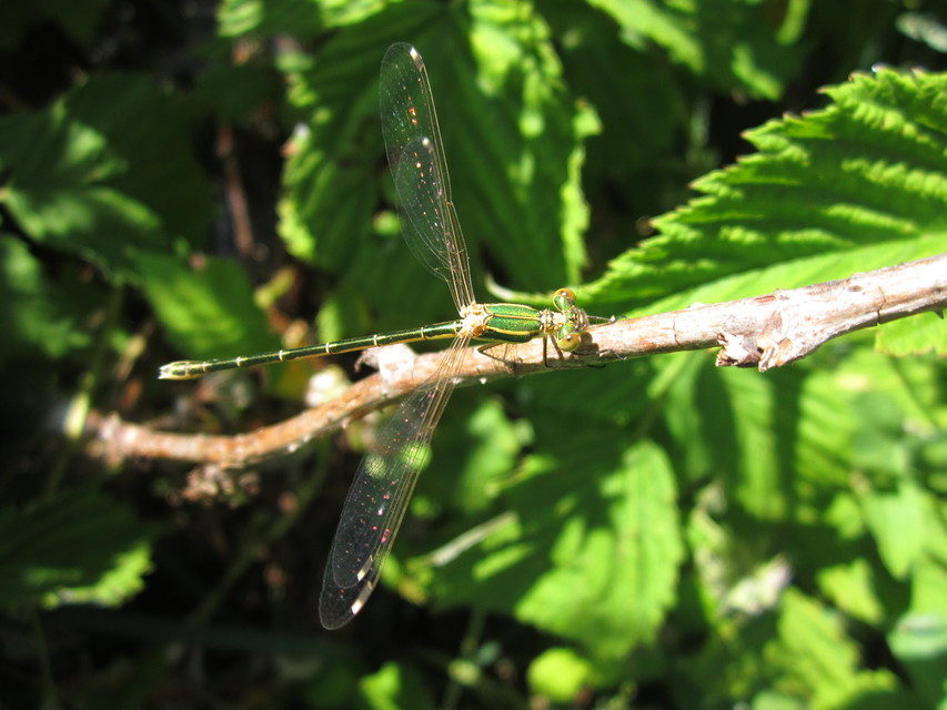 Lestes barbarus - foltosszárnyjegyű rablószitakötő