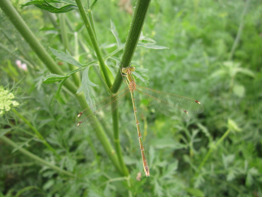 Lestes barbarus - foltosszárnyjegyű rablószitakötő