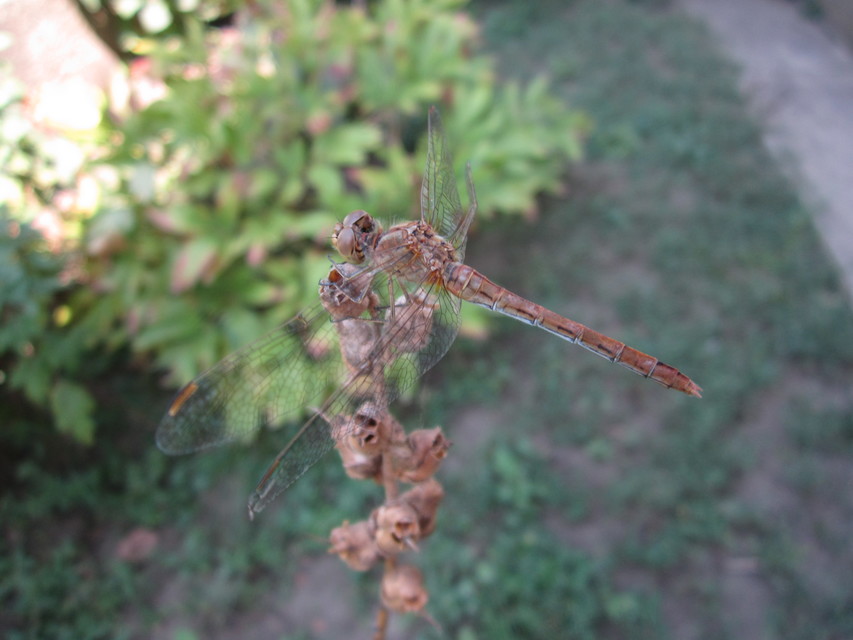 Sympetrum meridionale - fakó katona-szitakötő