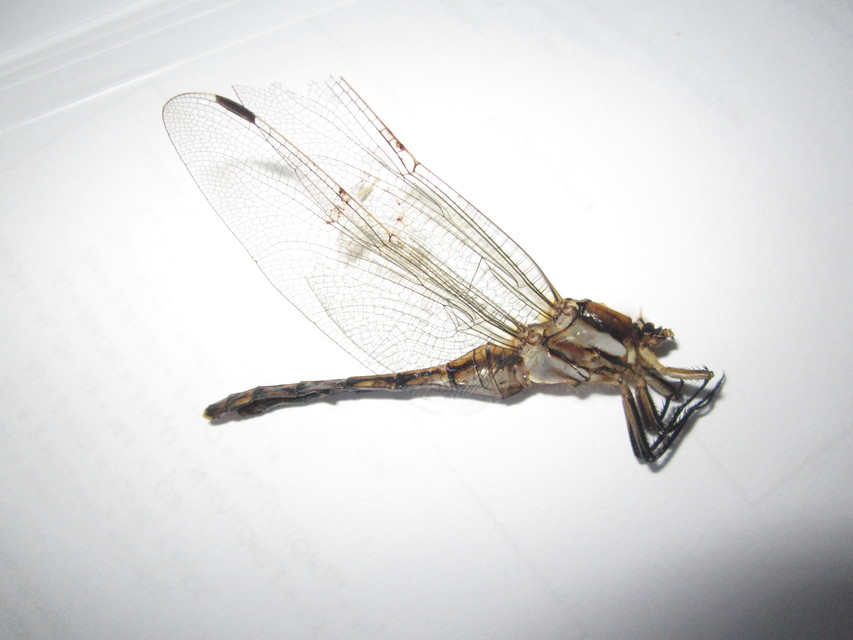 Orthetrum albistylum - fehérfarkú pásztorszitakötő