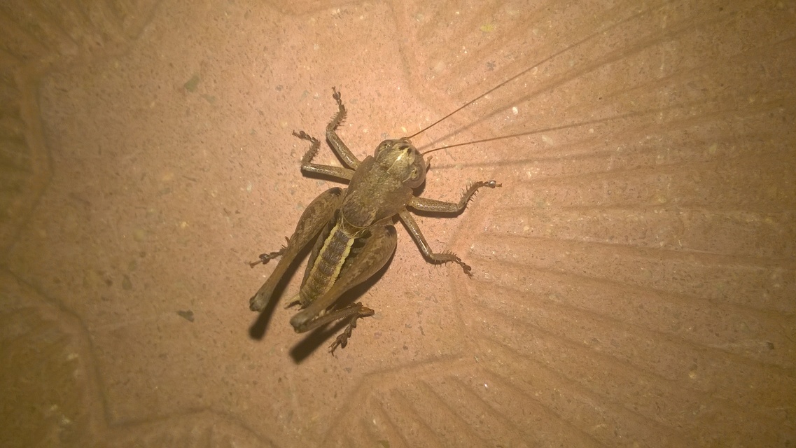 Pholidoptera griseoaptera - szürke avarszöcske