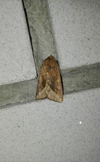 Hydraecia micacea - csillogó acsalapubagoly