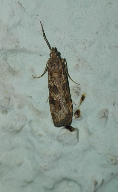 Nomophila noctuella - közönséges vándormoly