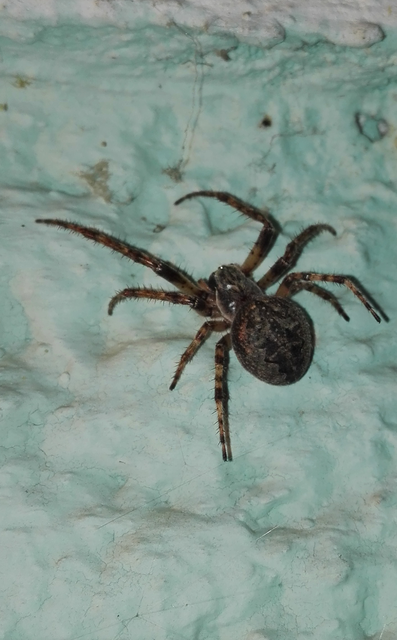Larinioides ixobolus - ereszalji keresztespók
