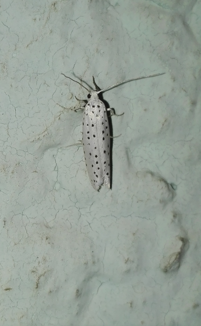 Yponomeuta