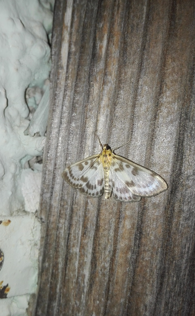Anania hortulata - tarka csalánmoly
