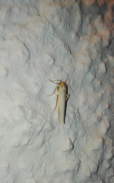 Eilema