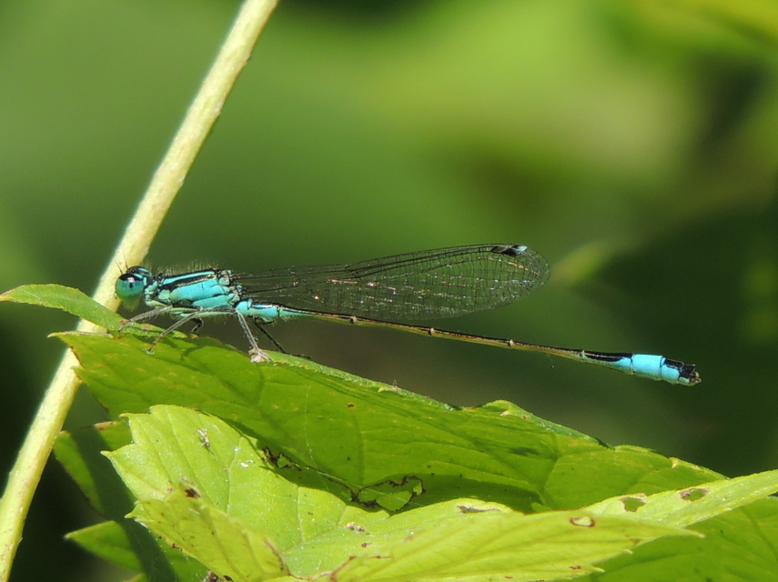 Ischnura elegans pontica - kéköves légivadász