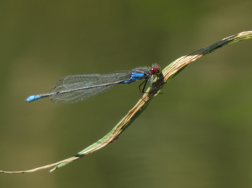 Erythromma viridulum - kis pirosszemű-légivadász
