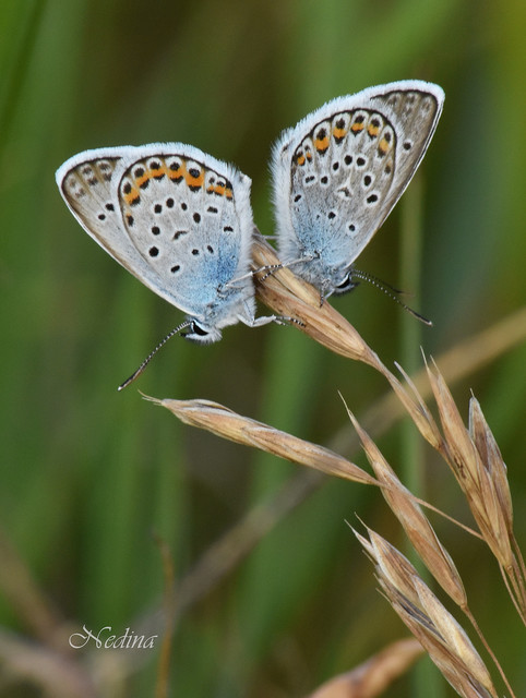 Plebejus argus - ezüstös boglárka
