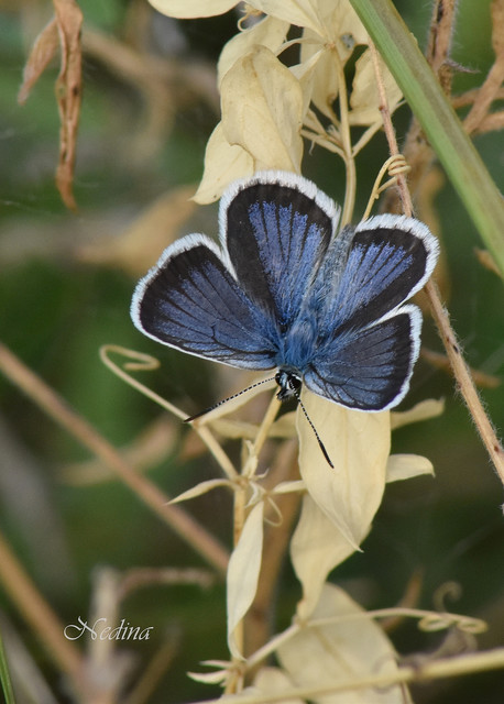 Plebejus argus - ezüstös boglárka