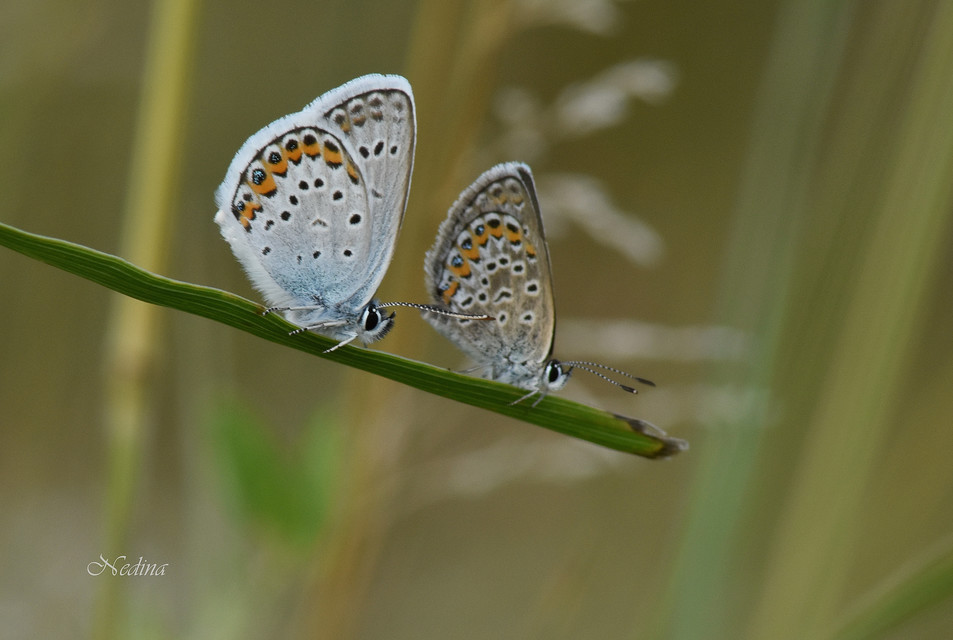 Plebejus argus - ezüstös boglárka