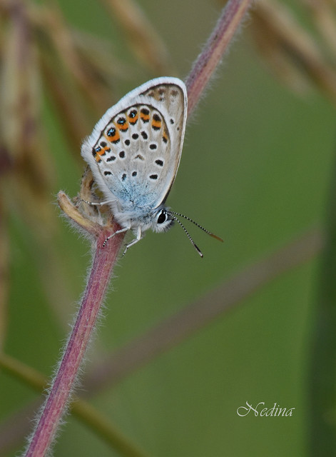 Plebejus argus - ezüstös boglárka