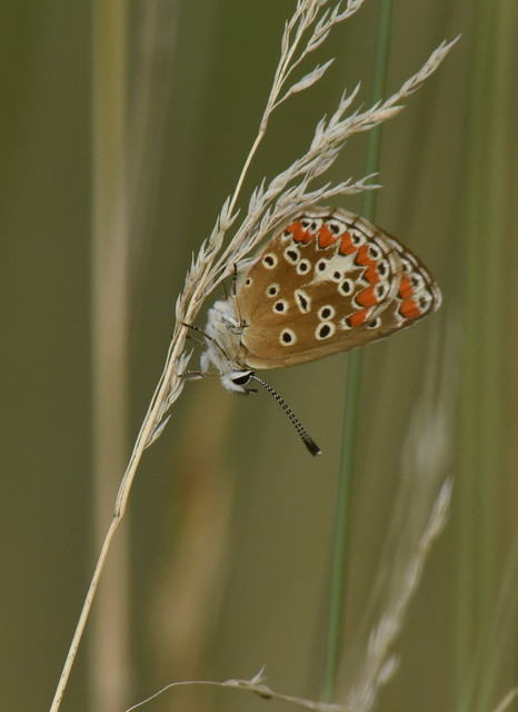 Aricia agestis - szerecsenboglárka
