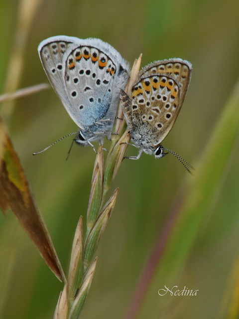 Plebejus argus - ezüstös boglárka