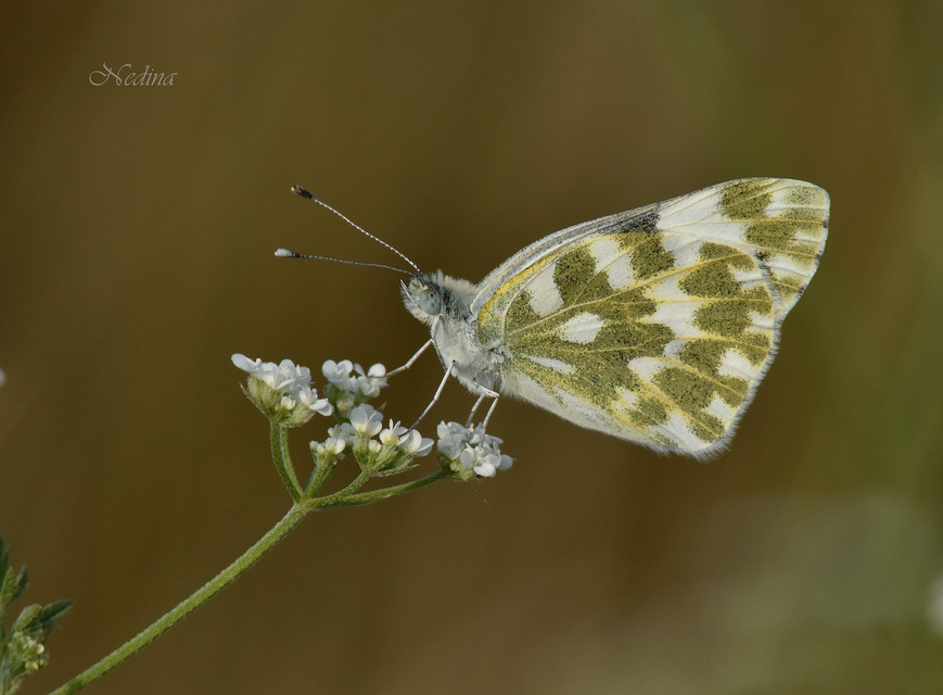 Pontia edusa - rezedalepke